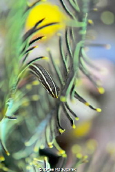 Doubleline clingfish by Zaflee Md Suibarek 